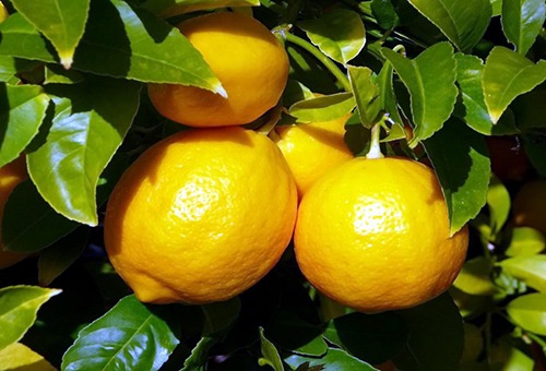 Чем объясняются полезные свойства лимона
